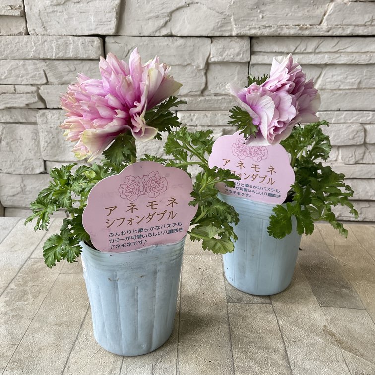 アネモネ シフォンダブル 選べる2色 | 鉢花・花苗 | 橋本種苗園