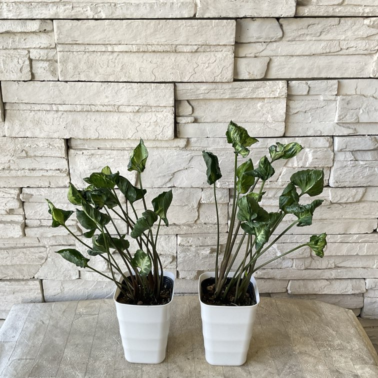 観葉植物】シンゴニウム ゴジラ 4寸鉢 | 観葉植物 | 橋本種苗園