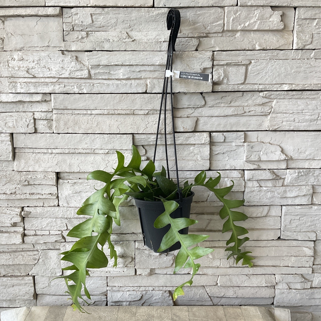 エピフィラム クリソカルディウム 4寸吊り鉢 | 鉢花・花苗 | 橋本種苗