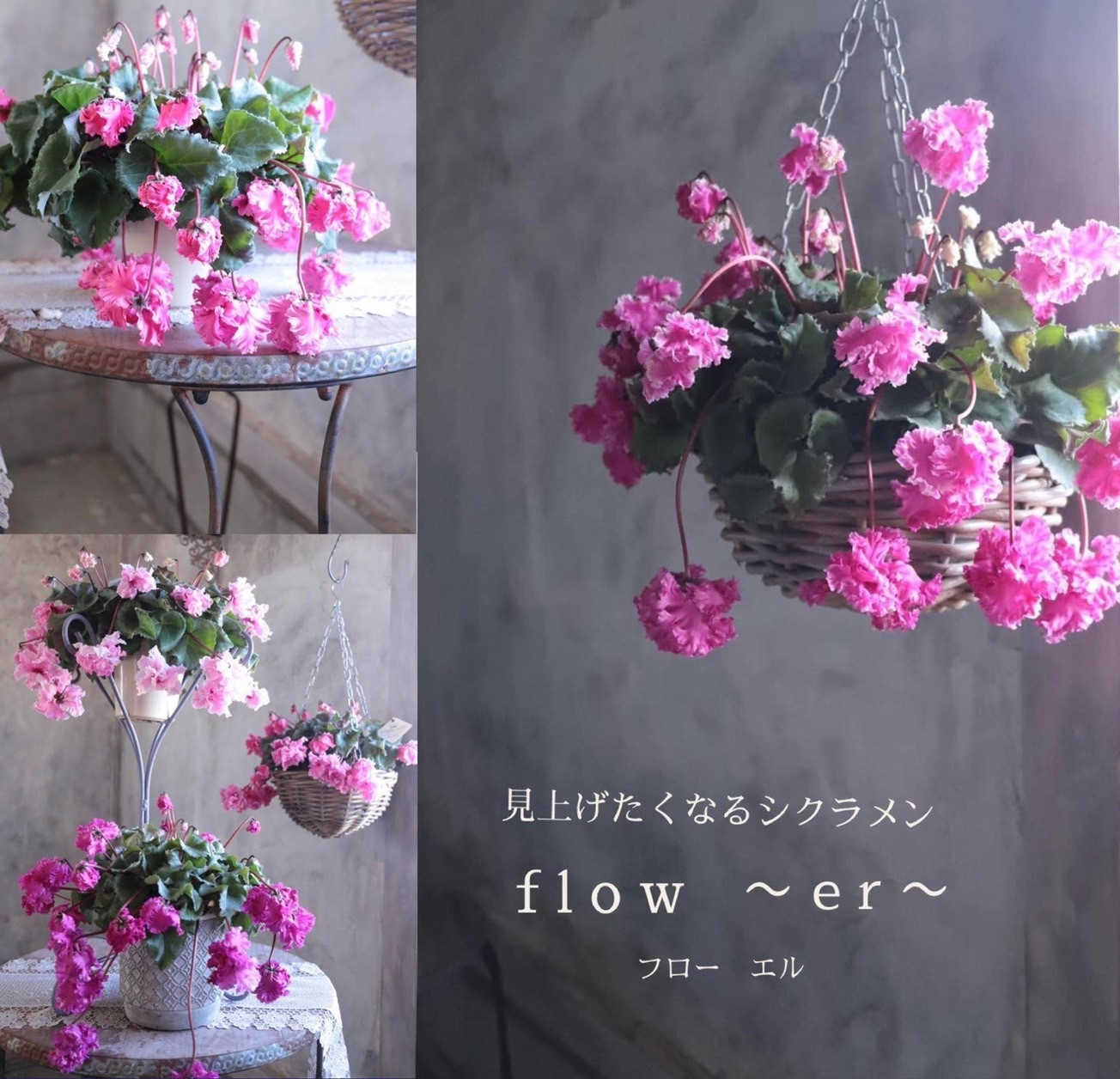 枝垂れシクラメン フローエル 選べる♪4色 | 鉢花・花苗 | 橋本種苗園