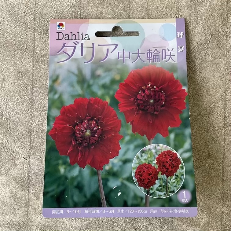 【球根】ダリア　中輪咲　球宴　1球入　タキイ種苗