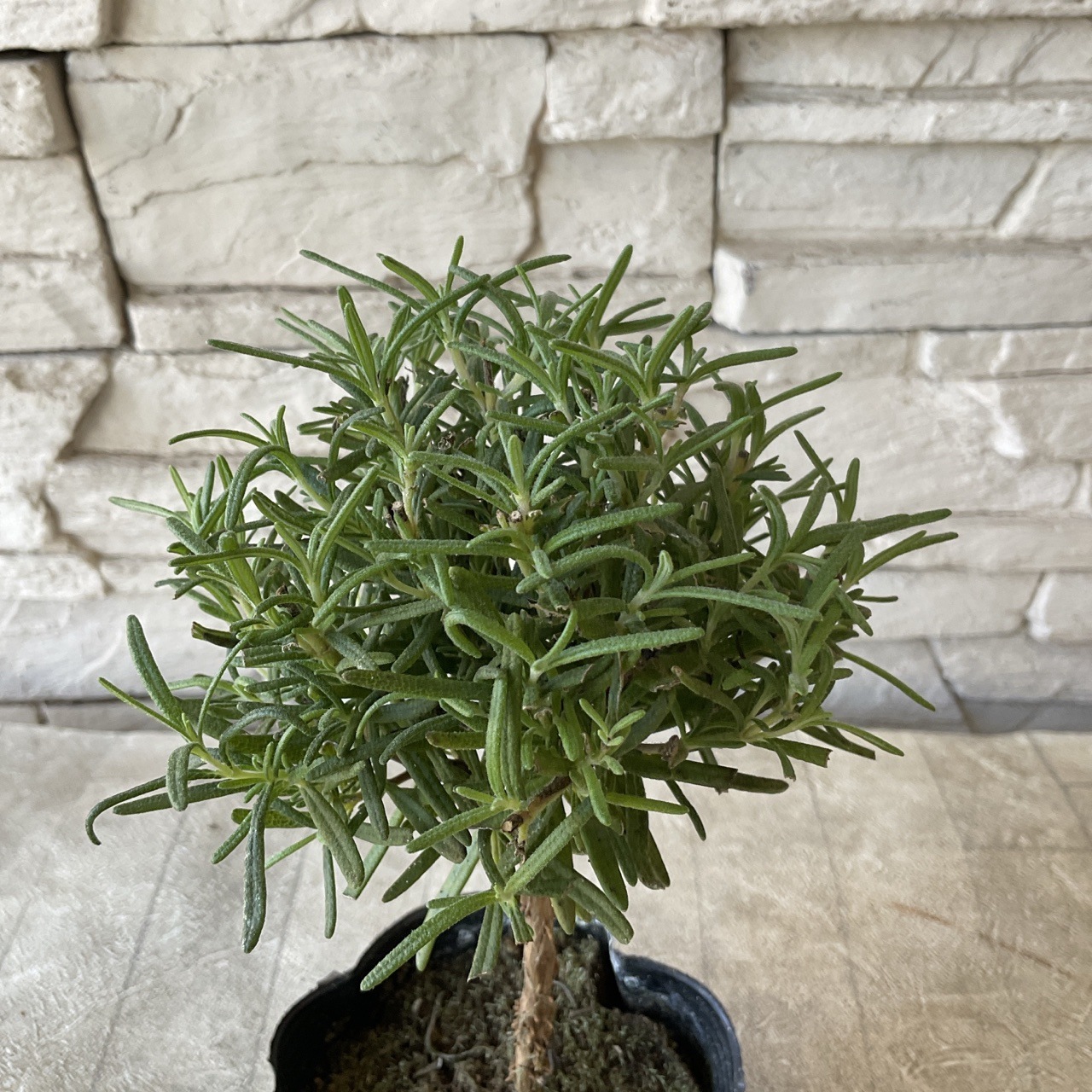 ローズマリー スタンダード仕立て 3.5寸ポット | ハーブ | 橋本種苗園