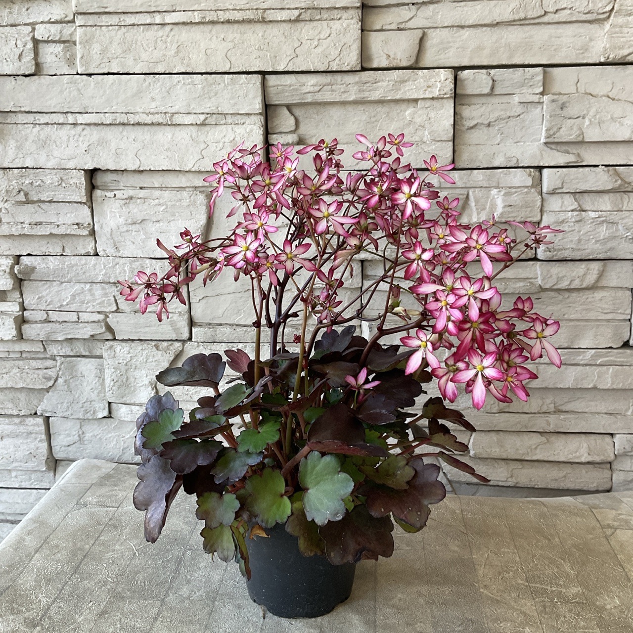 【見切品 葉数が少ない】大文字草 4.5寸ポット | 鉢花・花苗 | 橋本種苗園オンラインストア