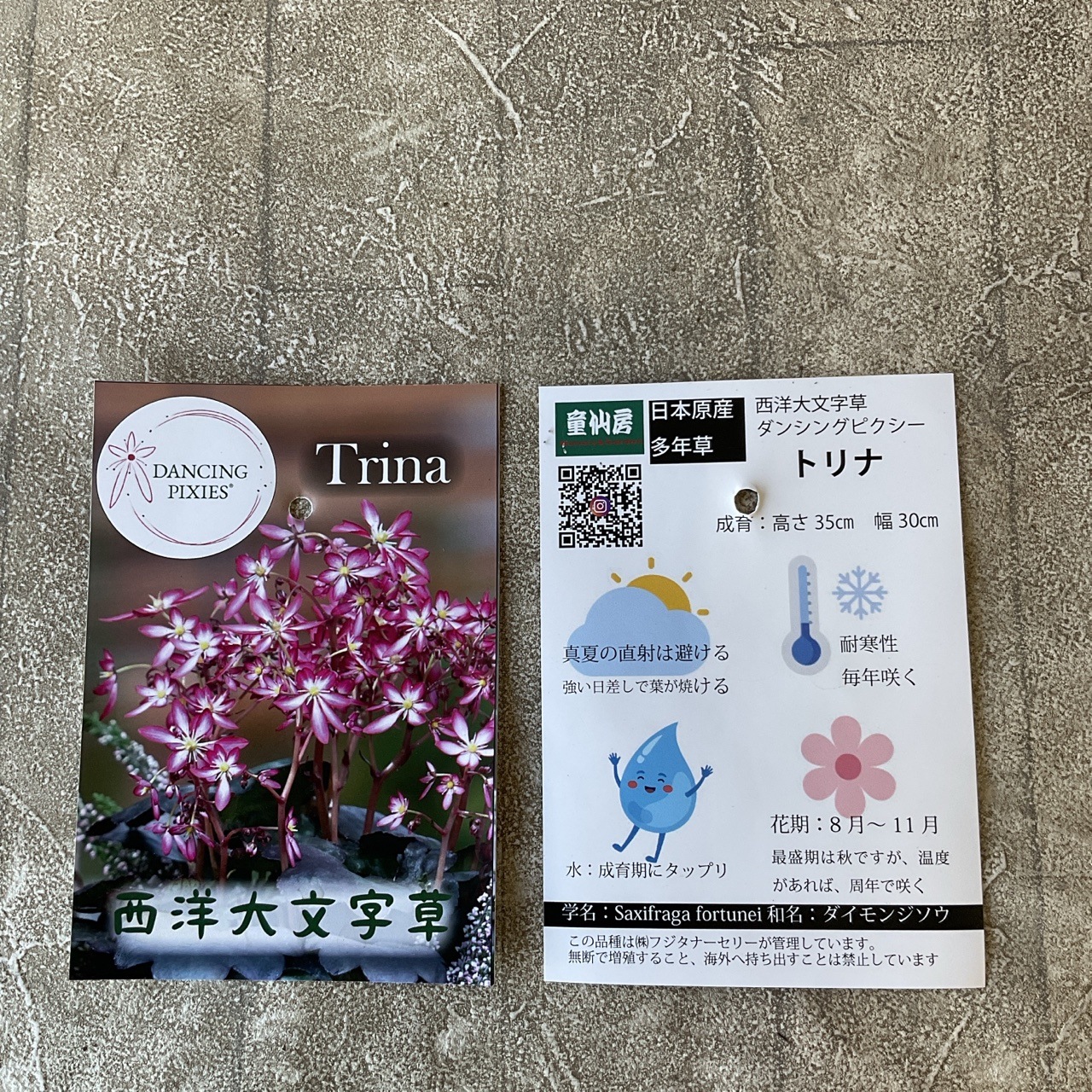 大文字草 4.5寸ポット | 鉢花・花苗 | 橋本種苗園オンラインストア