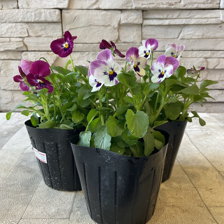 ビオラ ピンク系 2ポットセット | 鉢花・花苗 | 橋本種苗園オンライン