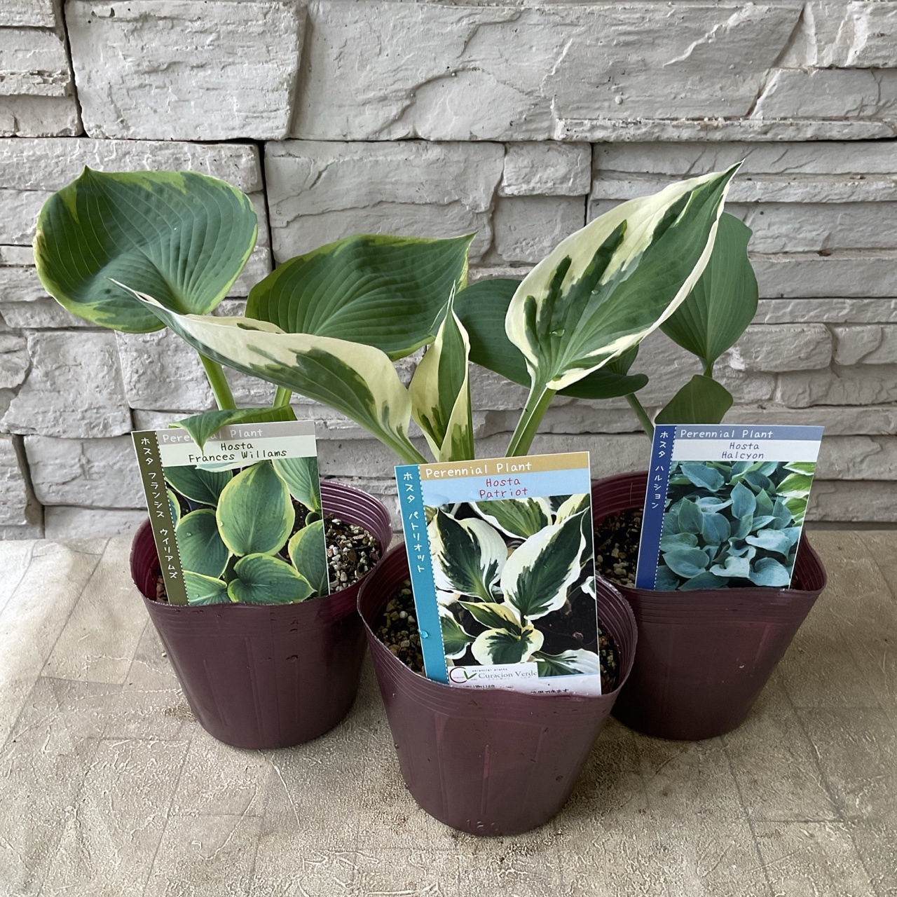 ギボウシ ホスタ 選べる♪3種 | 鉢花・花苗 | 橋本種苗園オンラインストア