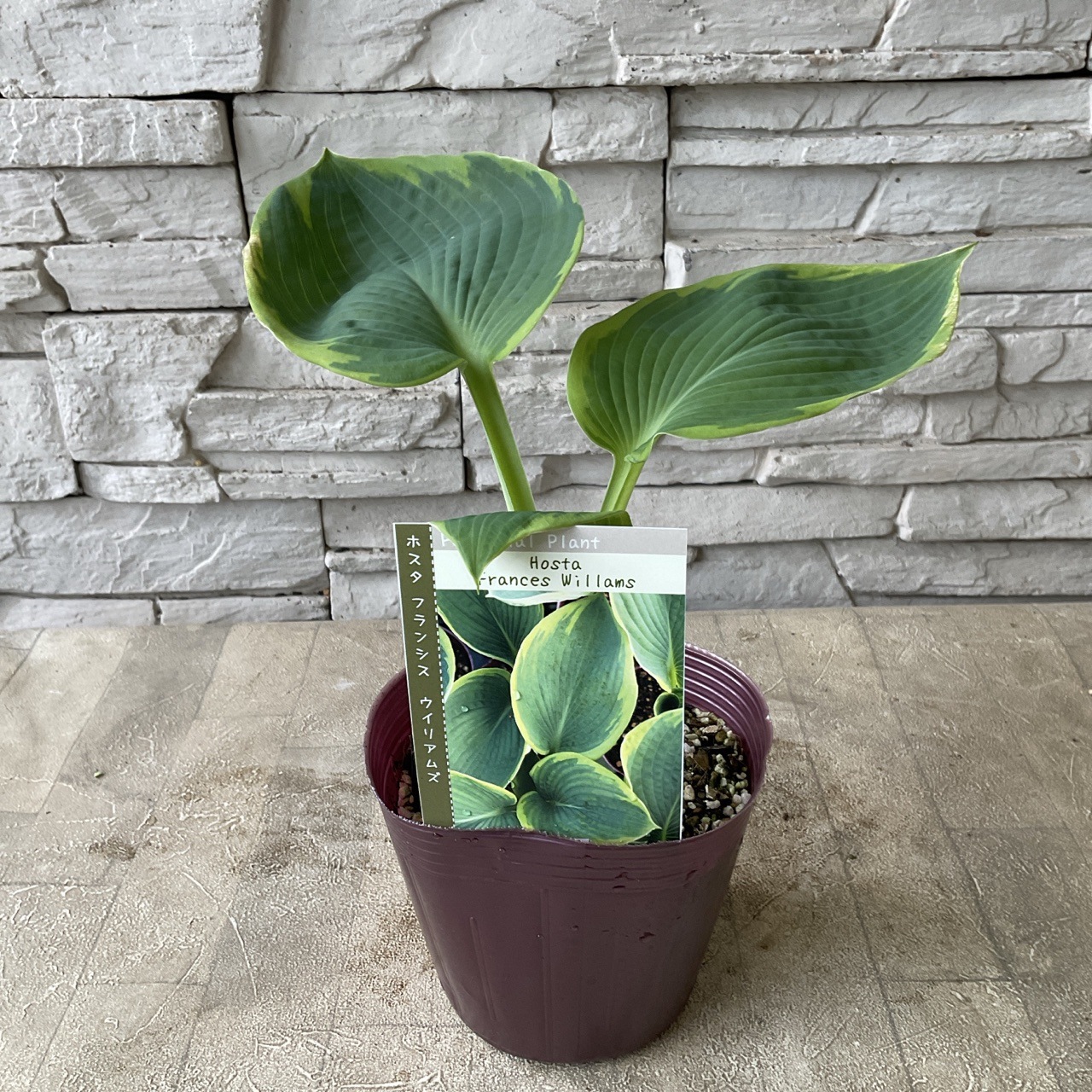 ギボウシ ホスタ 選べる♪3種 | 鉢花・花苗 | 橋本種苗園オンラインストア