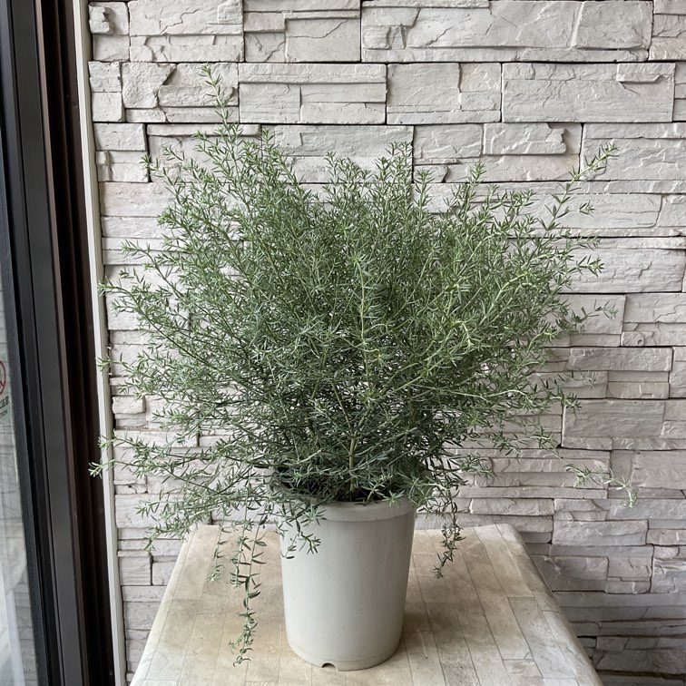 予約販売】ウエストリンギア 8寸鉢 | 鉢花・花苗 | 橋本種苗園
