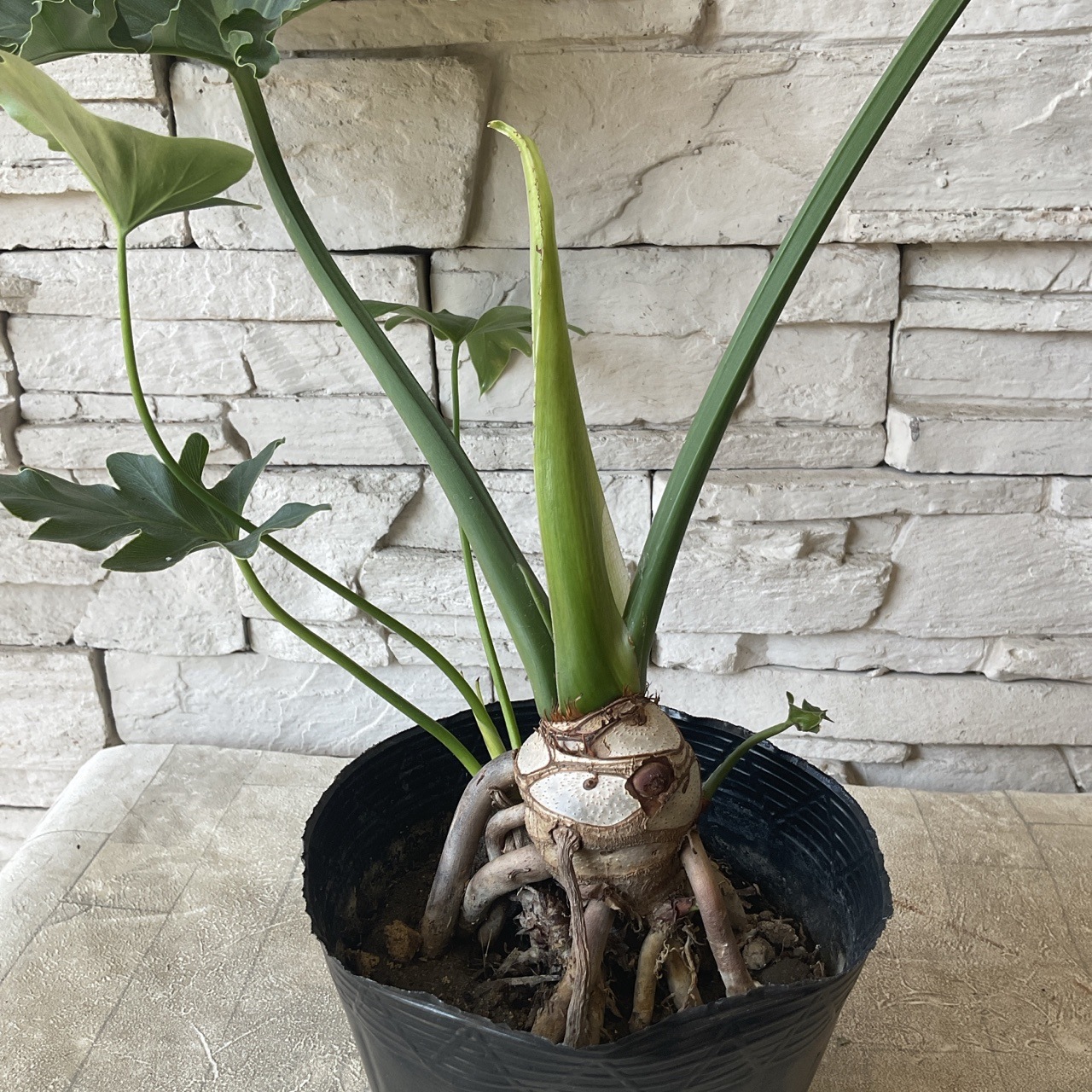 セローム（根上り) 5寸ポット | 観葉植物 | 橋本種苗園オンラインストア