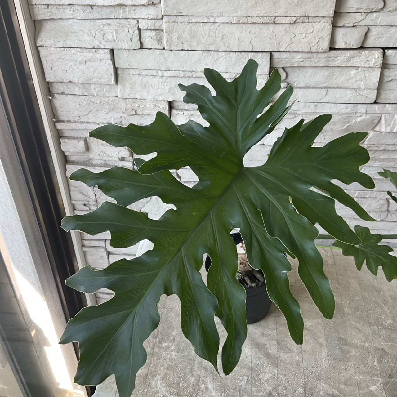 セローム（根上り) 5寸ポット | 観葉植物 | 橋本種苗園オンラインストア