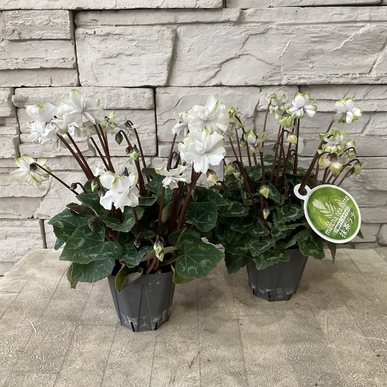 八重咲きミニシクラメン 抹茶ラテ 3寸ポット | 鉢花・花苗 | 橋本種苗