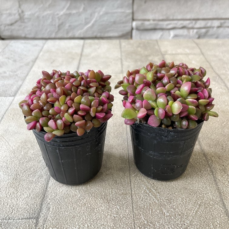 多肉植物 桜吹雪 | 鉢花・花苗 | 橋本種苗園オンラインストア