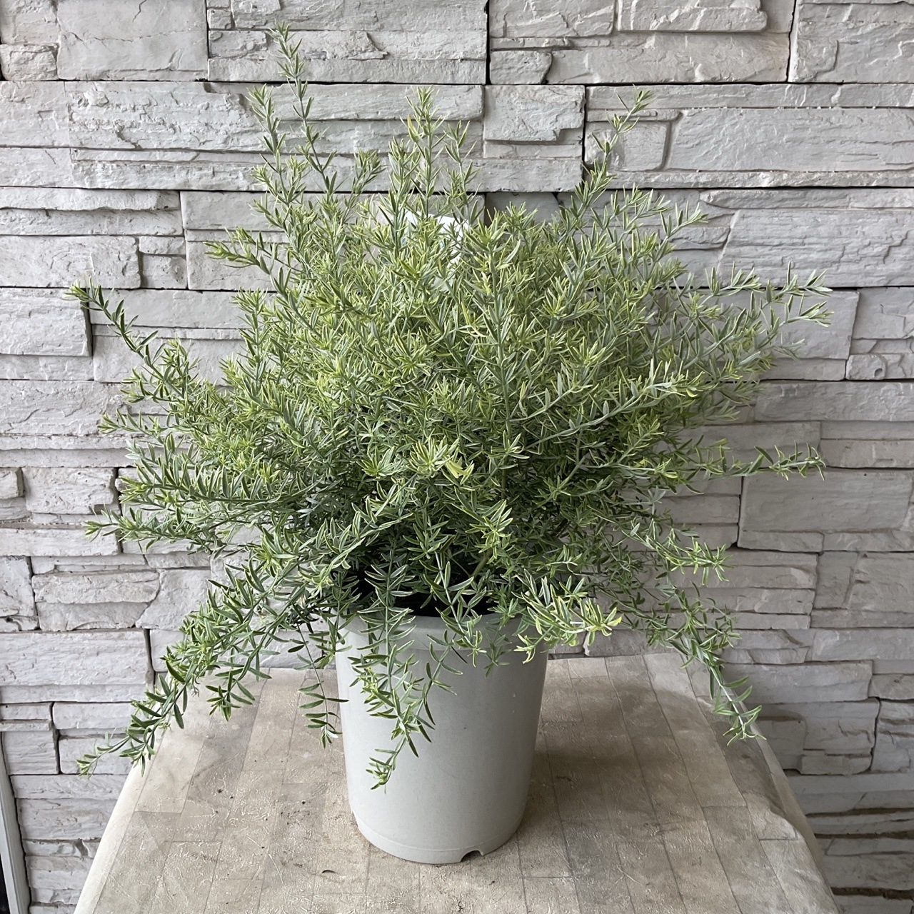 送料無料】ウエストリンギア モーニングライト 8寸鉢 | 鉢花・花苗