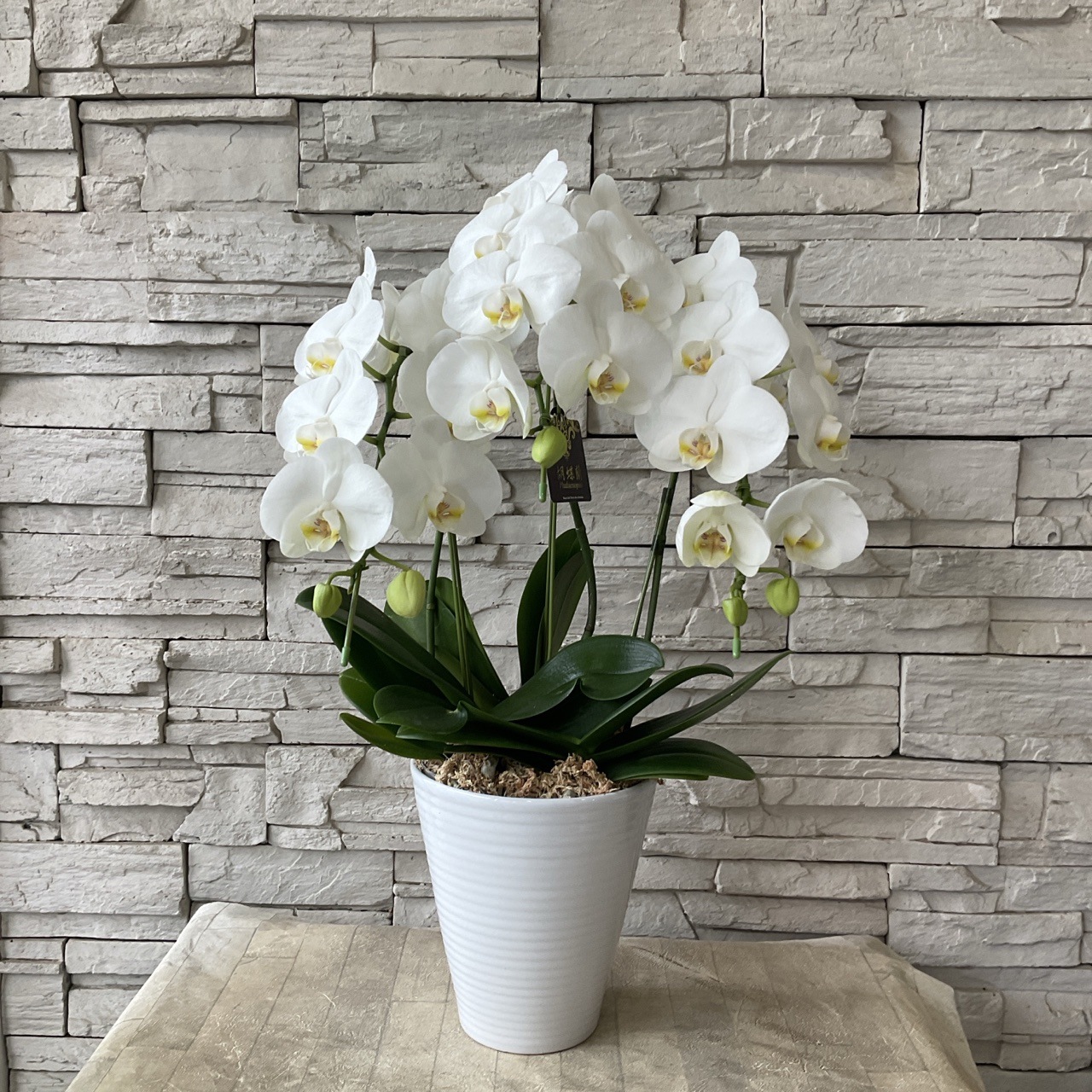送料無料】胡蝶蘭 ホワイトバレンタイン 6寸鉢 | 胡蝶蘭 | 橋本種苗園
