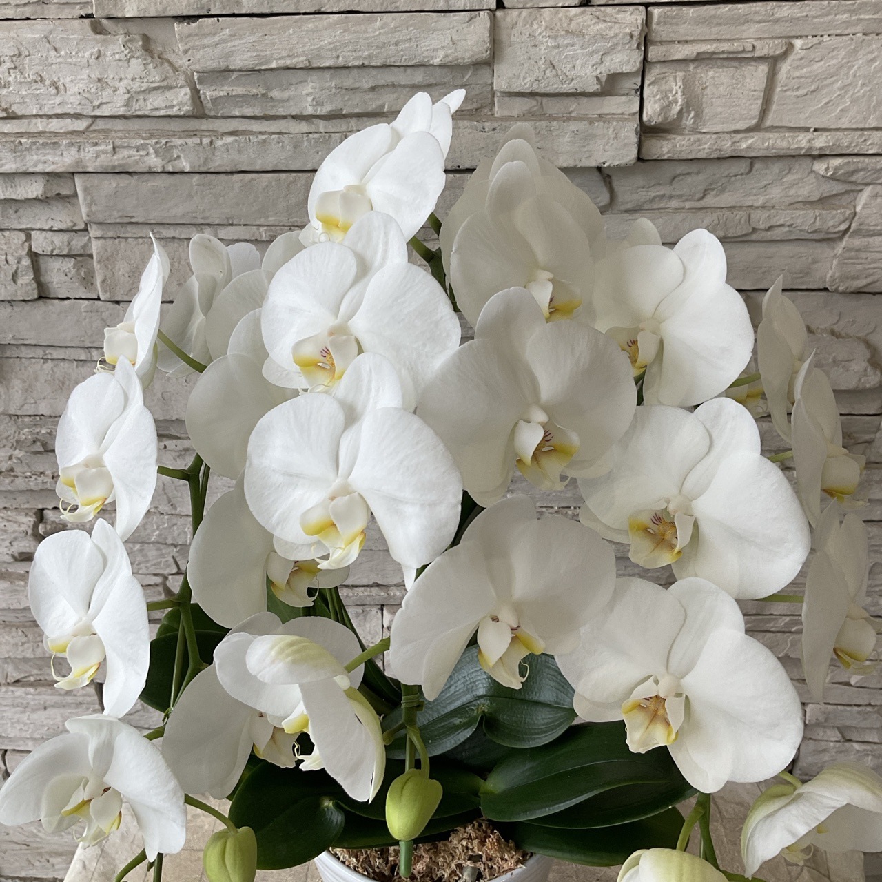 胡蝶蘭　ファレ　ホワイトプリンセス　6寸 ３Ｆ　高さ約80センチ総幅約38センチ 21輪前後 フラワー・ガーデニング 胡蝶蘭 ファレ ホワイト