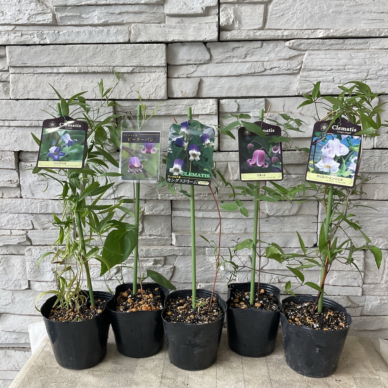 見切品 葉数少ない】クレマチス 選べる♪5種 | 鉢花・花苗 | 橋本種苗
