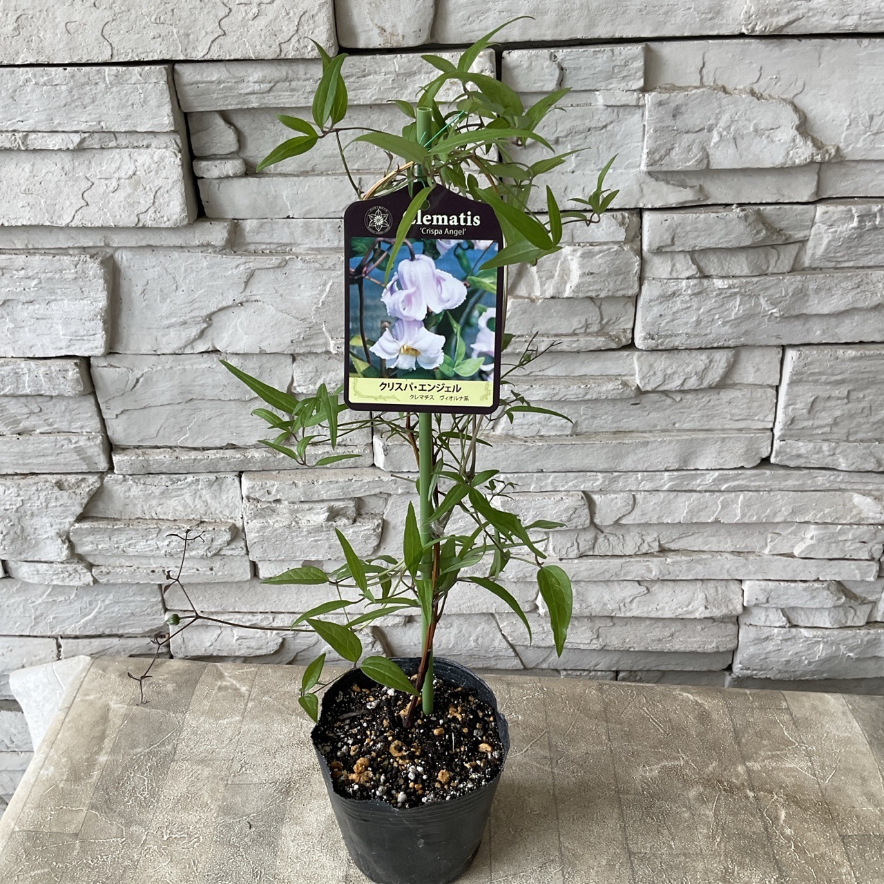 見切品 葉数少ない】クレマチス 選べる♪5種 | 鉢花・花苗 | 橋本種苗