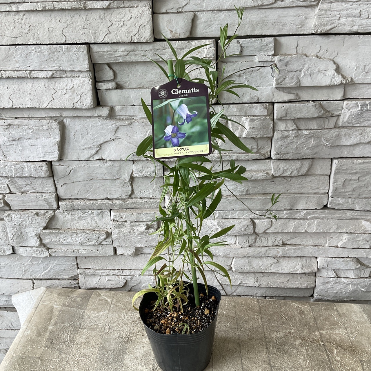 見切品 葉数少ない】クレマチス 選べる♪5種 | 鉢花・花苗 | 橋本種苗