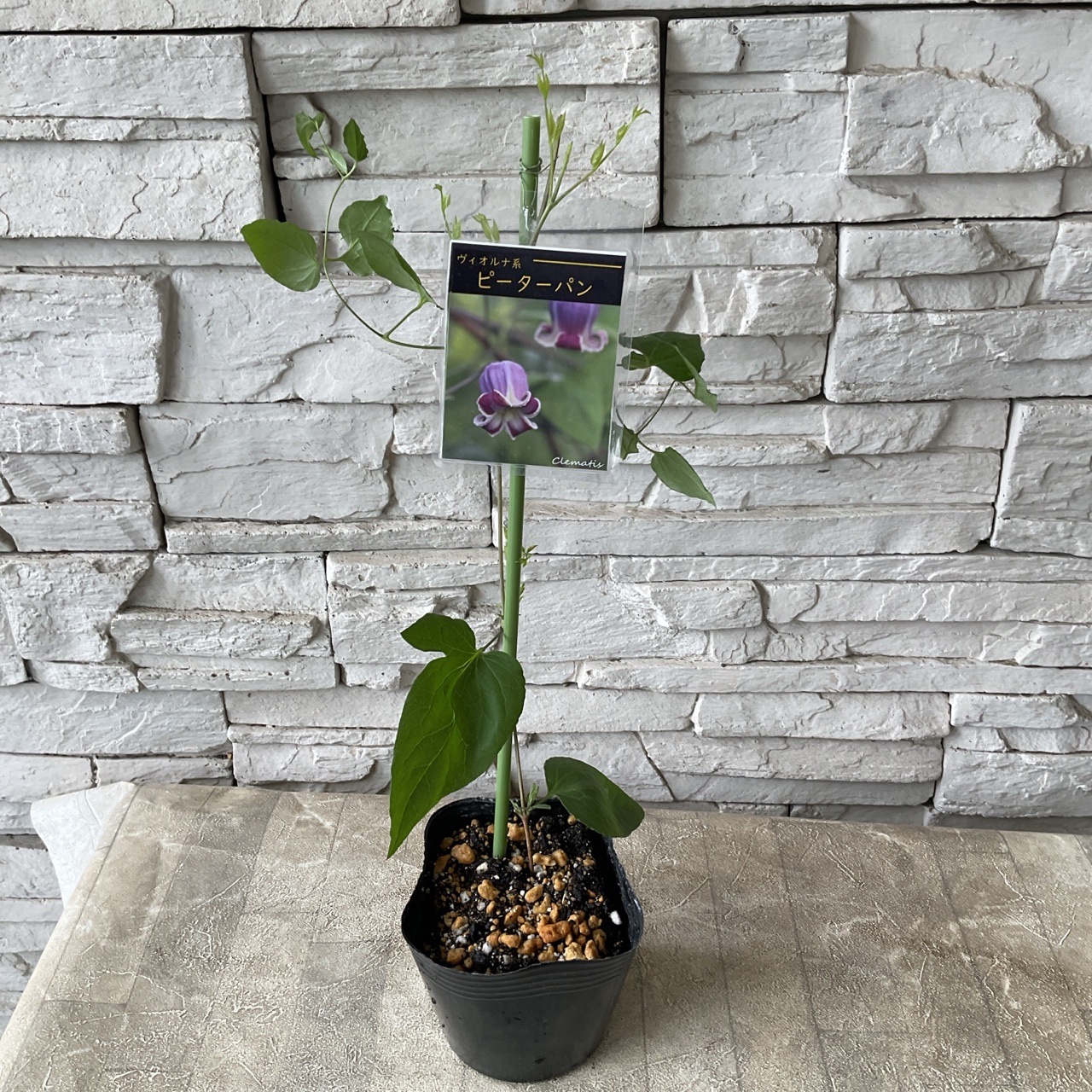 見切品 葉数少ない】クレマチス 選べる♪5種 | 鉢花・花苗 | 橋本種苗