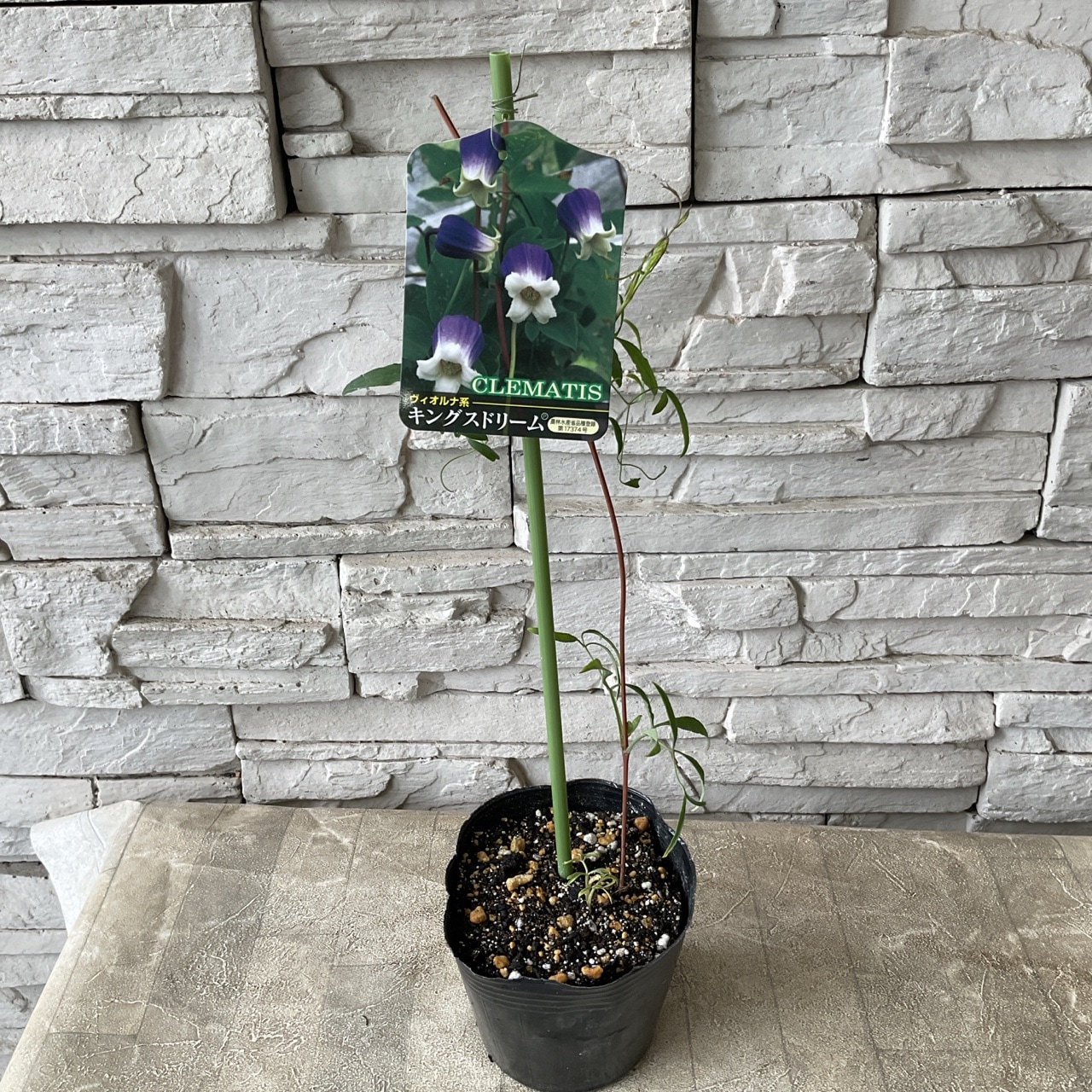 見切品 葉数少ない】クレマチス 選べる♪5種 | 鉢花・花苗 | 橋本種苗