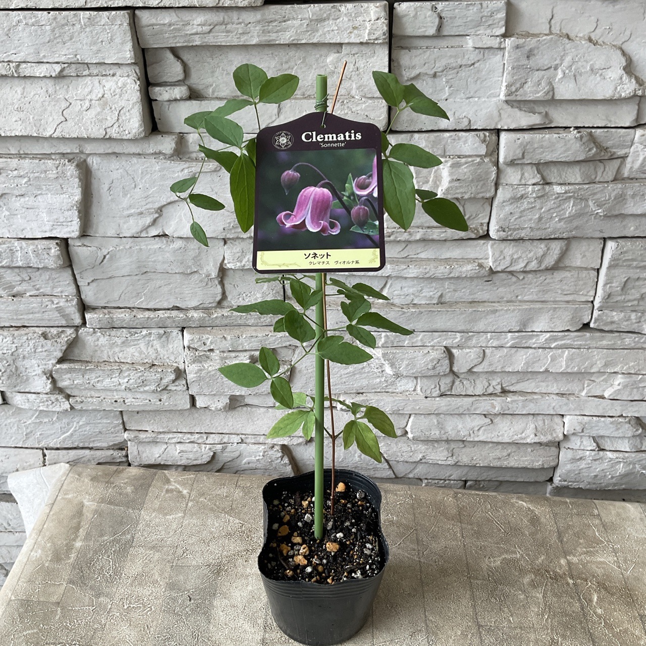 見切品 葉数少ない】クレマチス 選べる♪5種 | 鉢花・花苗 | 橋本種苗