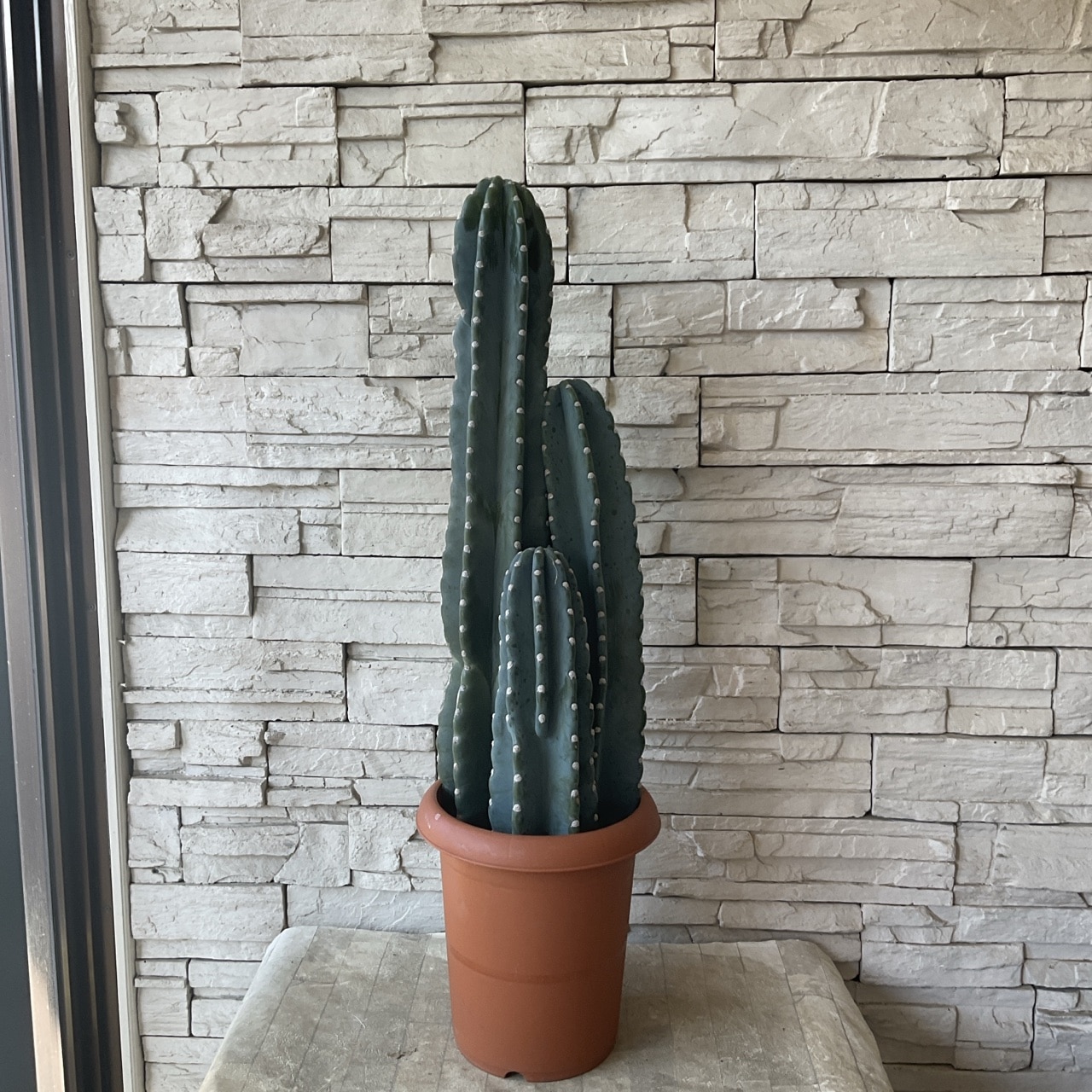 送料無料】【観葉植物】柱サボテン 7寸鉢 | 観葉植物 | 橋本種苗園