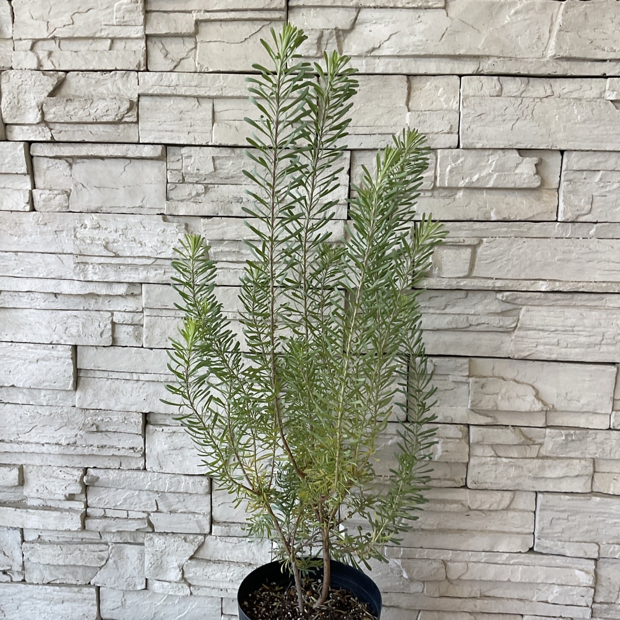 送料無料】リューカデンドロン パープルヘイズ 6寸鉢 | 鉢花・花苗