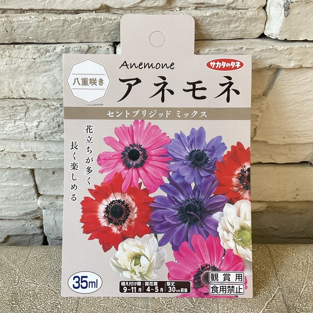 【球根】アネモネ　選べる2種