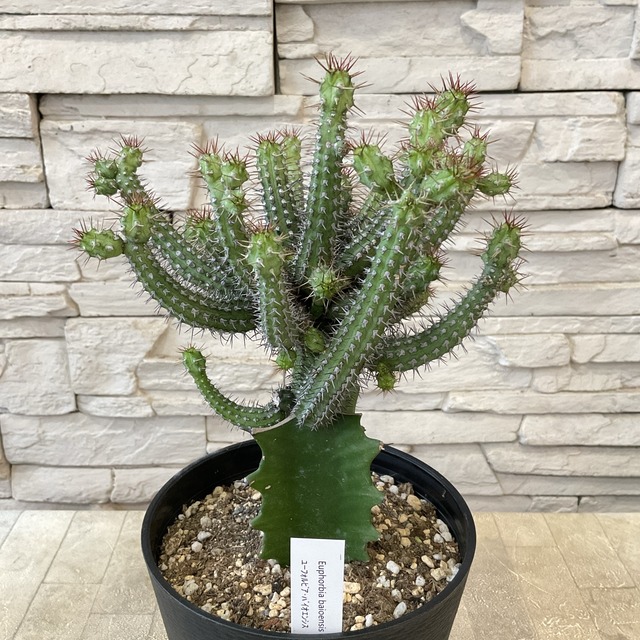 観葉植物】接木 ユーフォルビア 5寸鉢 選べる4種 | 観葉植物 | 橋本