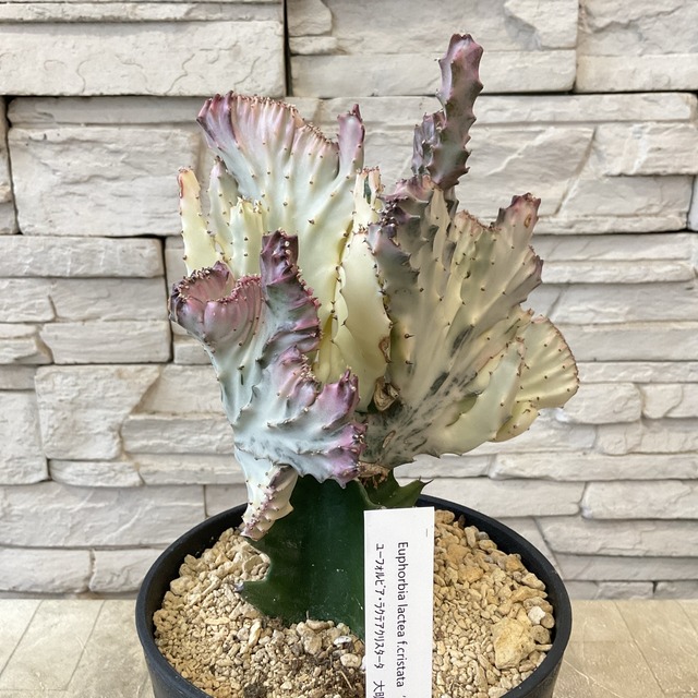 観葉植物】接木 ユーフォルビア 5寸鉢 選べる4種 | 観葉植物