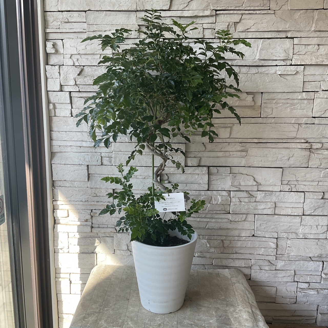 直接のお引取■シマトネリコ 観葉植物/高さ195cm/耐寒性あり/多数の葉 Amazon｜シマトネリコ 株立 7号 ラスターポット 樹高80cm前後(鉢