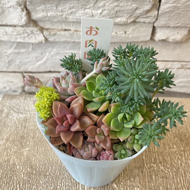 多肉植物の寄せ植えポット お肉園 | 鉢花・花苗 | 橋本種苗園