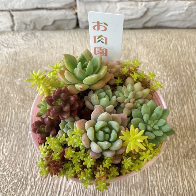 多肉植物の寄せ植えポット お肉園 | 鉢花・花苗 | 橋本種苗園