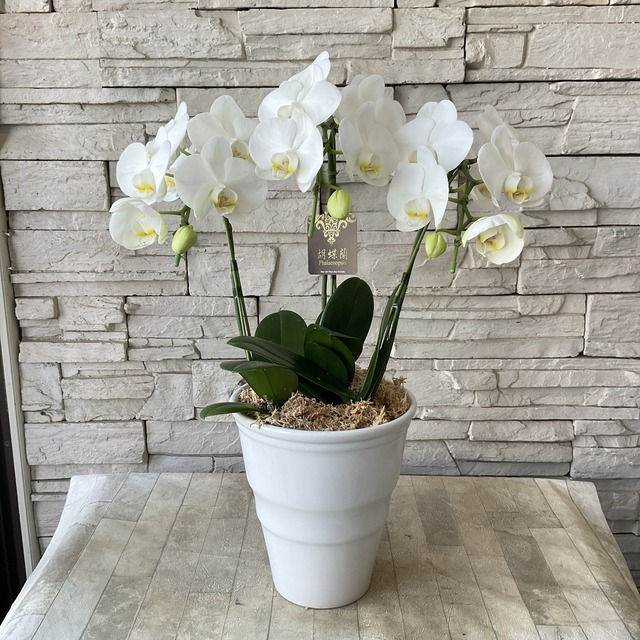 ☆*☆様 胡蝶蘭苗　胡蝶蘭　5.5寸鉢　6.0寸鉢　2鉢価格 楽天市場】胡蝶蘭 苗(花芽無し)2鉢セット4,500円(税別)【胡蝶蘭