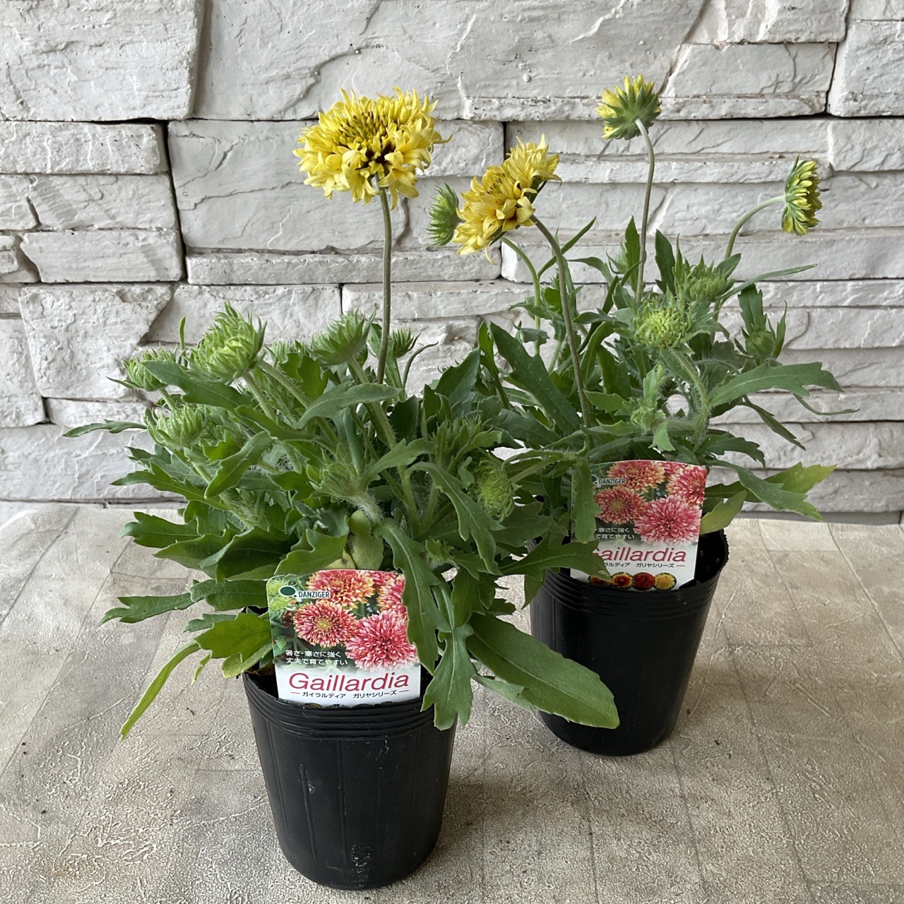 ガイラルディア ガリア | 鉢花・花苗 | 橋本種苗園オンラインストア