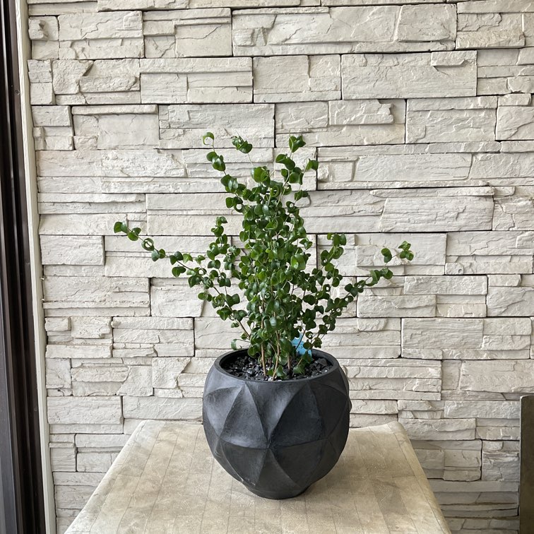 【観葉植物】ベンジャミンバロック　陶器鉢植え