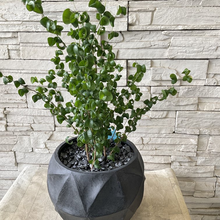 【観葉植物】ベンジャミンバロック　陶器鉢植え