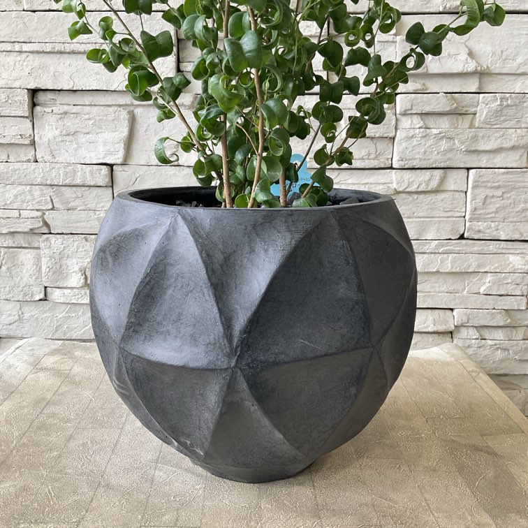 【観葉植物】ベンジャミンバロック　陶器鉢植え
