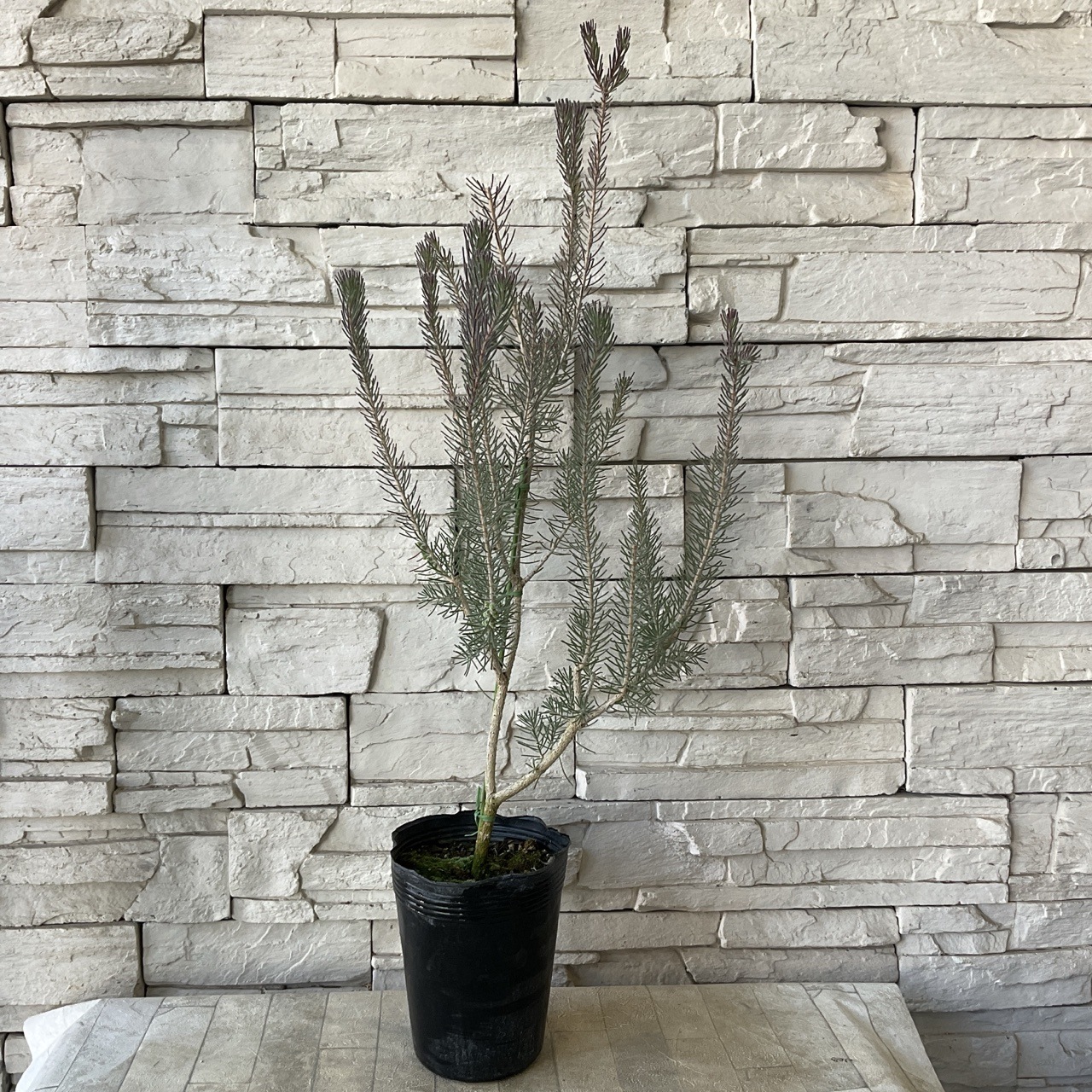 カロタムス ダスティーグレー 5号ポット | 鉢花・花苗 | 橋本種苗園