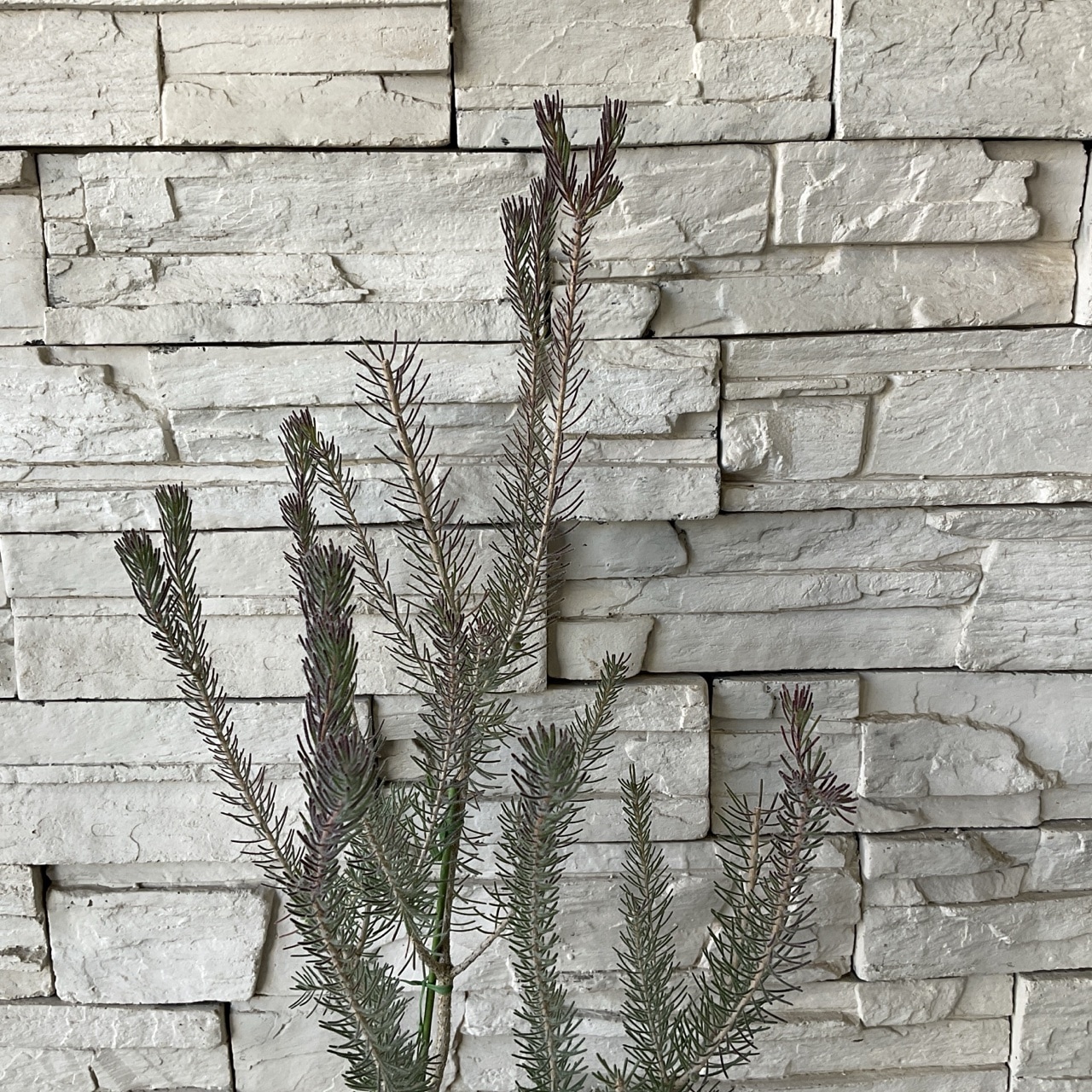 Amazon.co.jp: カロタムス ダスティーグレー 8号鉢【品種で選べる花木