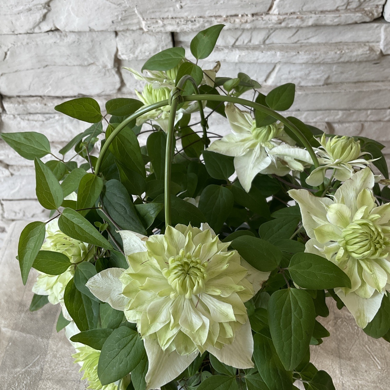 608〓超希少Peritassa hatschbachiiチビ苗 [限１鉢] 楽天市場】花苗 秋 斑入り チドメグサ クリスタルコンフェッティ 1鉢 2