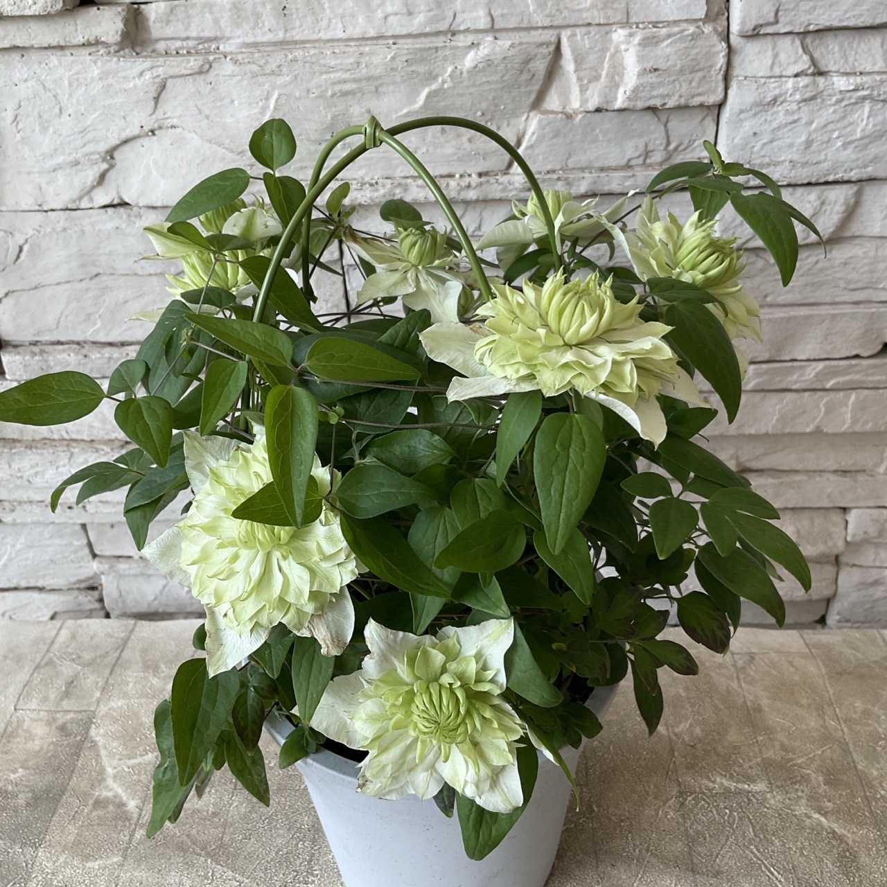 クレマチス 白万重 5寸鉢 | 鉢花・花苗 | 橋本種苗園オンラインストア