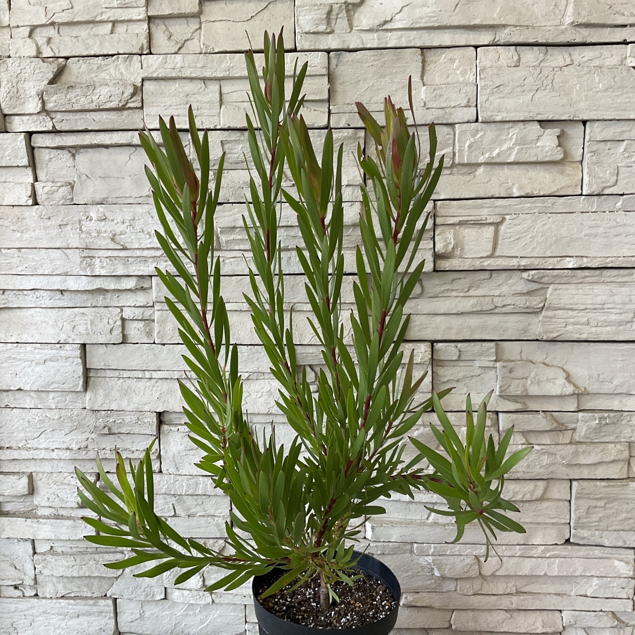 送料無料】リューカデンドロン インカゴールド 6寸鉢 | 鉢花