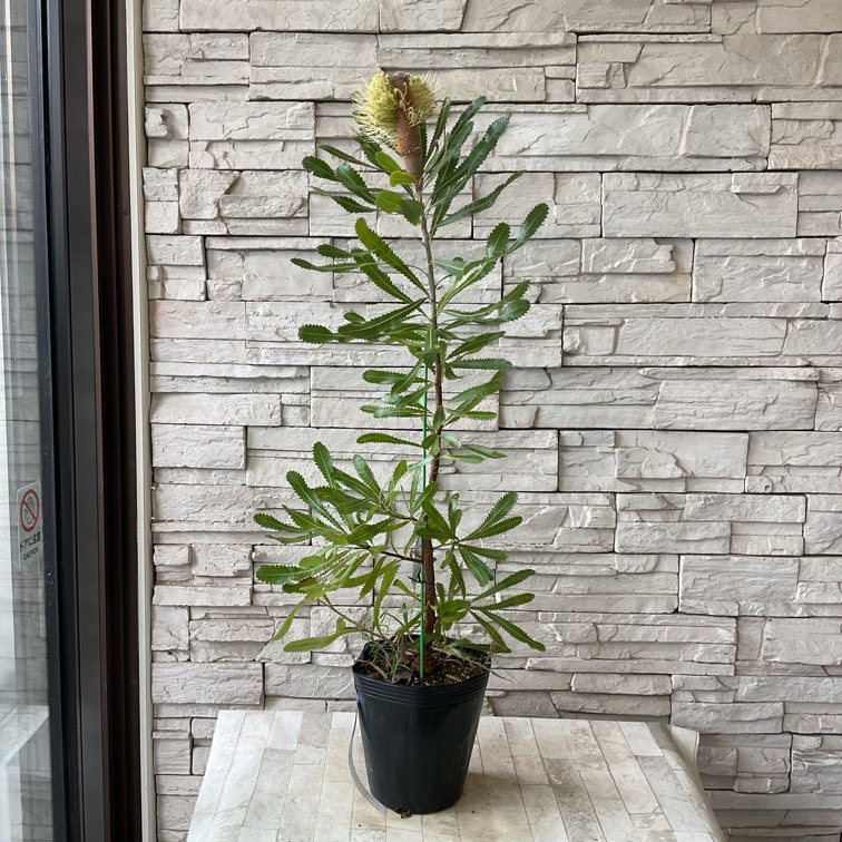 バンクシア アエムラ | 鉢花・花苗 | 橋本種苗園オンラインストア