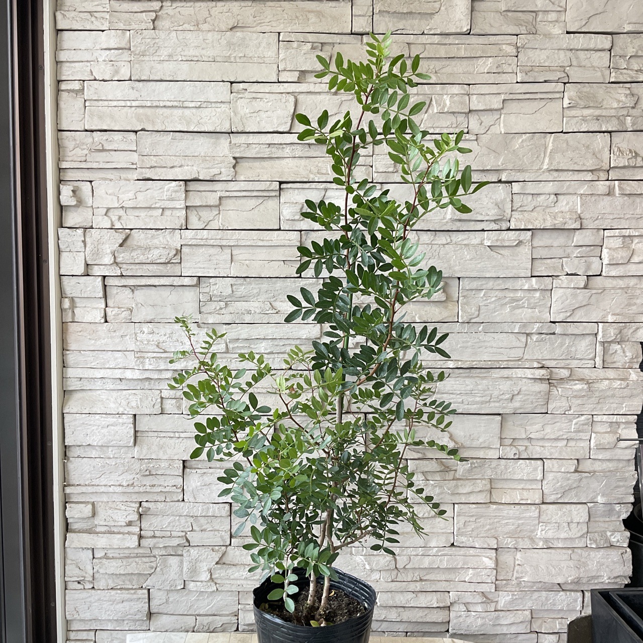 ピスタシア　レンティカス　レア植物　7号 園芸ネット本店｜ピスタチア（ピスタシア）7号ポット の通販【公式】