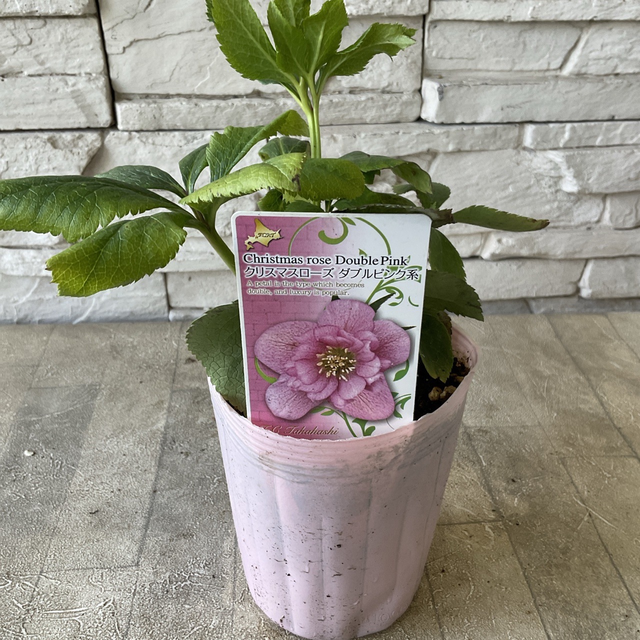 八重咲きクリスマスローズ オリエンタリス 選べる6品種 ウィルヘン