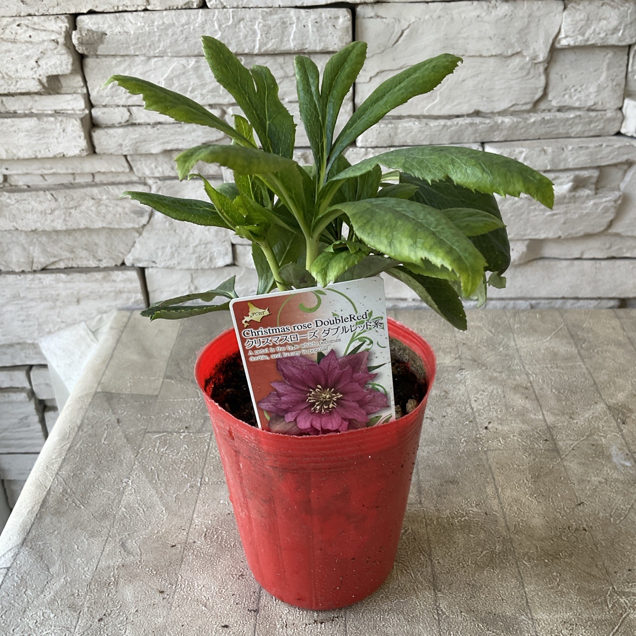 八重咲きクリスマスローズ オリエンタリス 選べる6品種 ウィルヘン