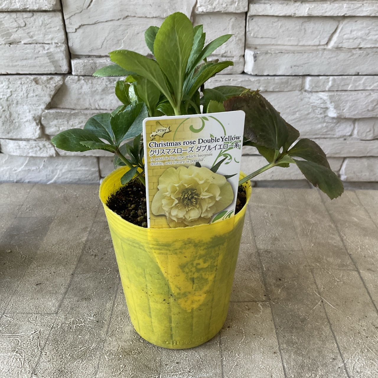 八重咲きクリスマスローズ オリエンタリス 選べる6品種 ウィルヘン