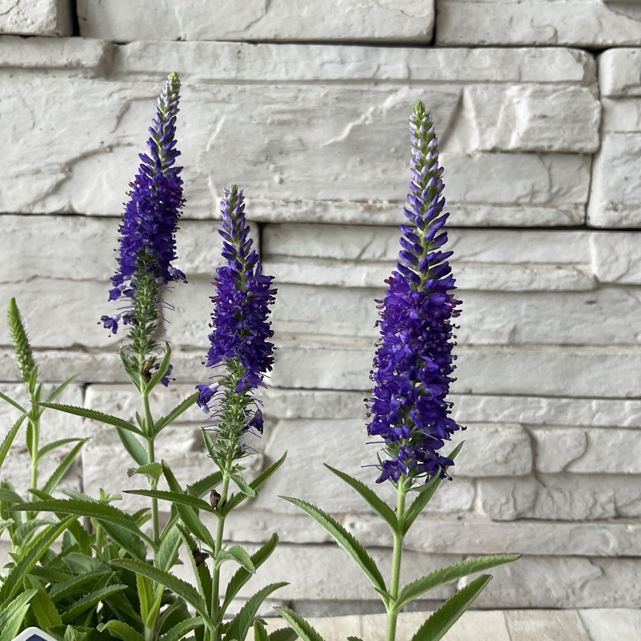 ベロニカ ハミングバード ブルー 2.5寸ポット | 鉢花・花苗 | 橋本種苗