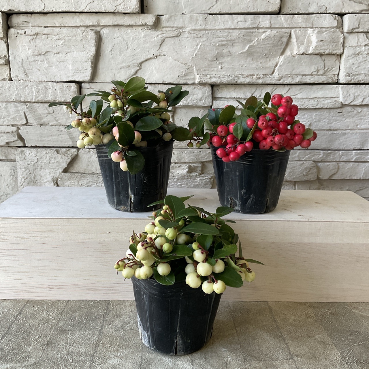 チェッカーベリー 選べる♪3色 3号ポット | 鉢花・花苗 | 橋本種苗園